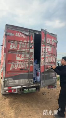 高度50厘米白苞爵床