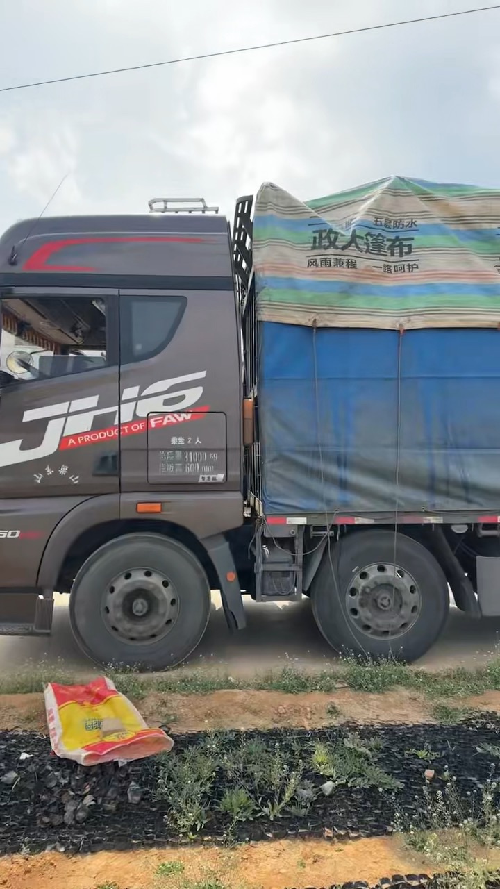 高度50厘米风铃草
