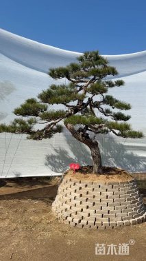 20公分造型黑松