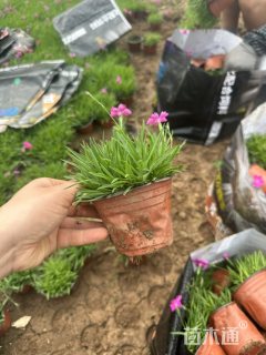 高度10厘米欧石竹