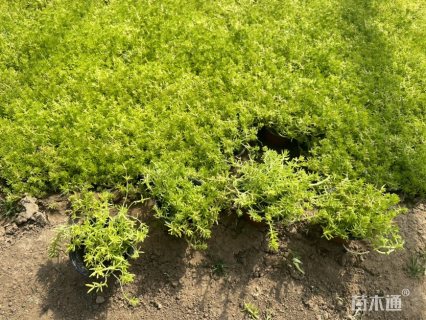 高度10厘米金叶佛甲草