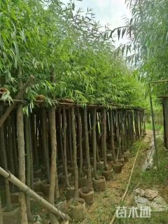 3公分柳树