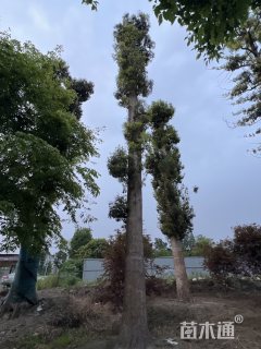 50公分金丝楠木