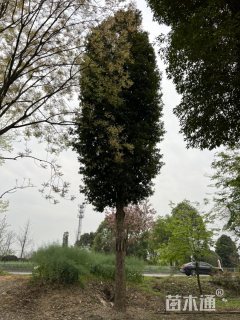 40公分金丝楠木