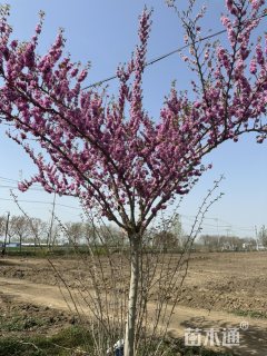 10公分巨紫荆-四季春1号