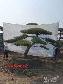 25公分造型松