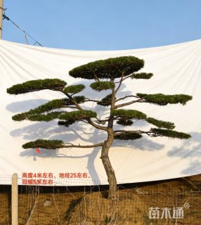 25公分造型黑松