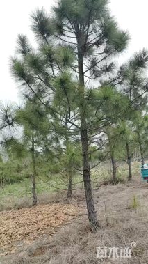 12公分湿地松