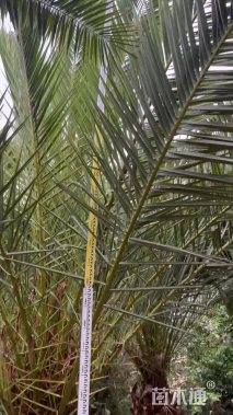 裸干高150厘米海枣