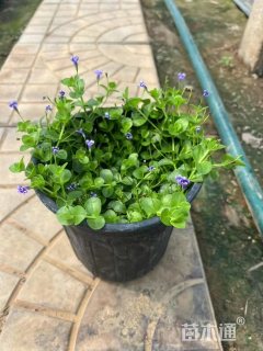 高度20厘米瞳草