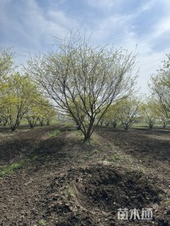 12公分(5杆)丛生朴树