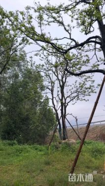 35公分(2杆)丛生乌桕