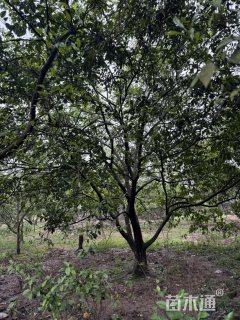 25公分香橼