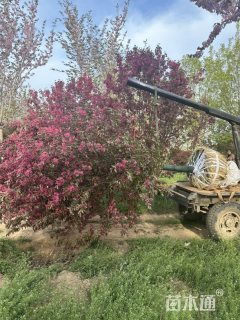 10公分北美海棠