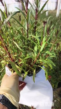 高度25厘米山桃草