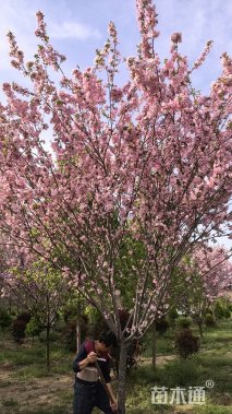 10公分垂丝海棠