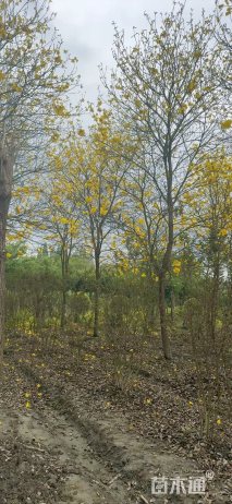 15公分黄花风铃木