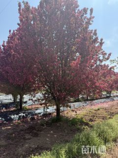 20公分绚丽海棠