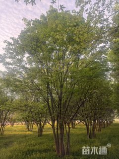 高度800厘米丛生元宝枫