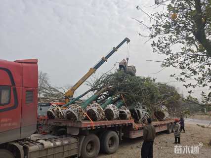 12公分榉树