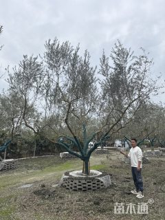 20公分油橄榄