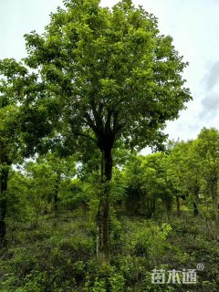 30公分红果冬青