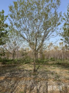 20公分朴树