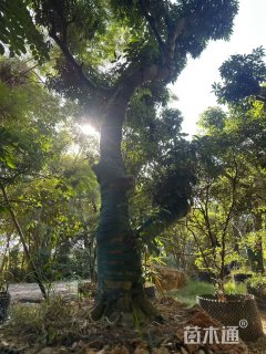 35公分荔枝树