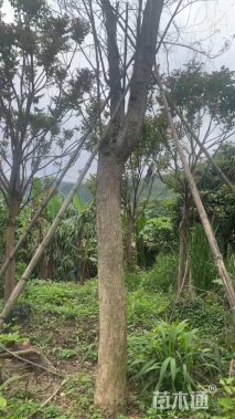 25公分海南黄花梨