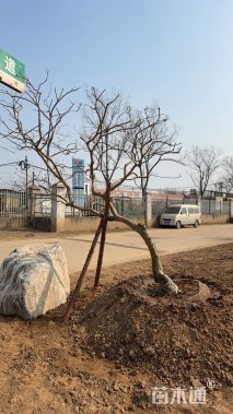 14公分小叶紫薇