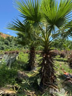 裸干高250厘米华棕