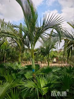 裸干高150厘米假槟榔