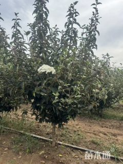 高度300厘米中华木绣球