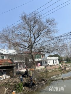 42公分乌桕