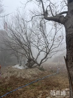 48公分丛生乌桕