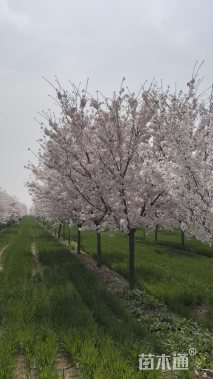 18公分染井吉野樱