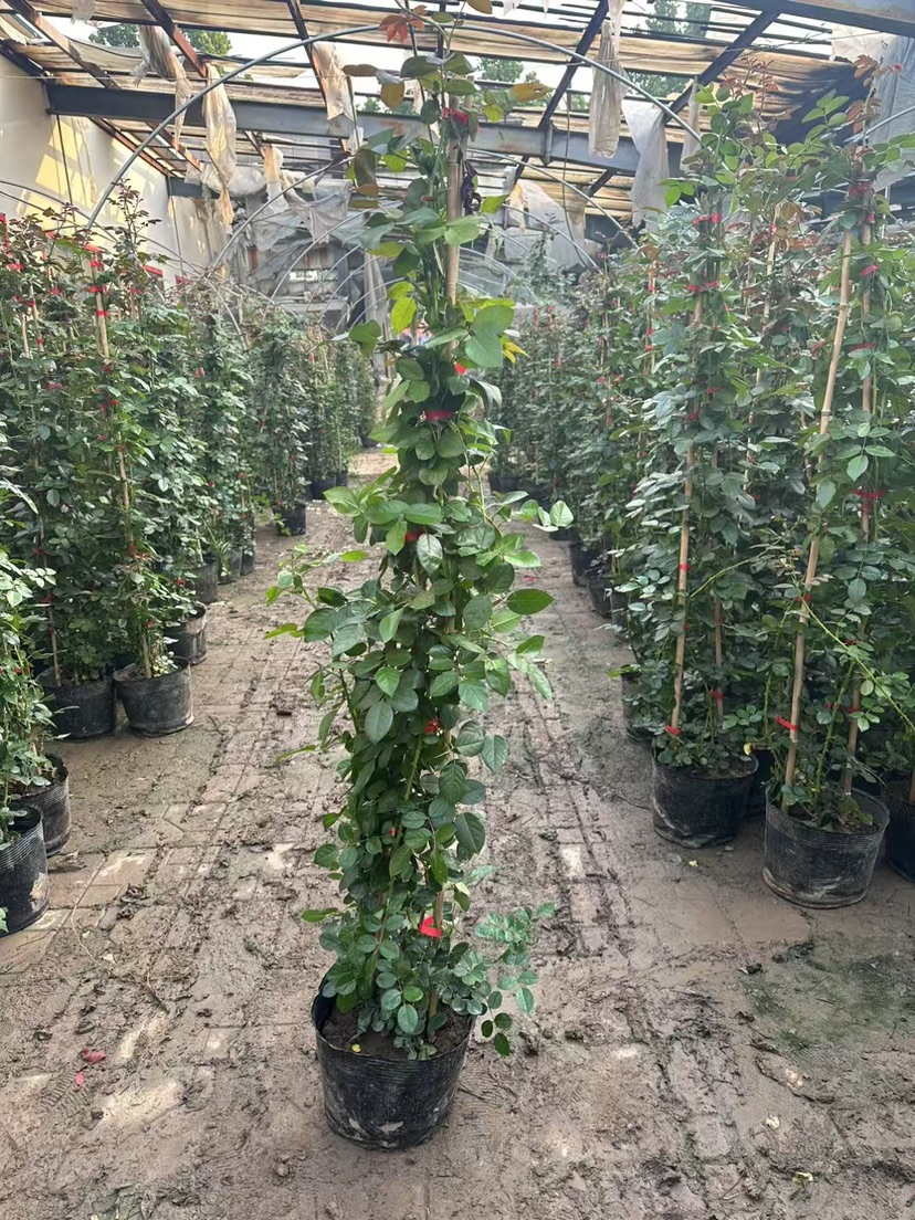 高度1.5厘米蔷薇