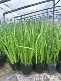 高度45厘米水菖蒲