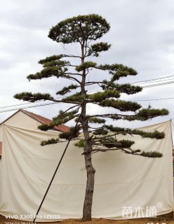 33公分造型松