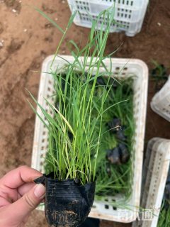 高度30厘米芦苇