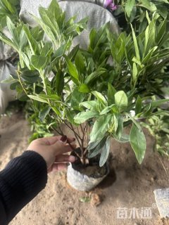 高度30厘米毛鹃