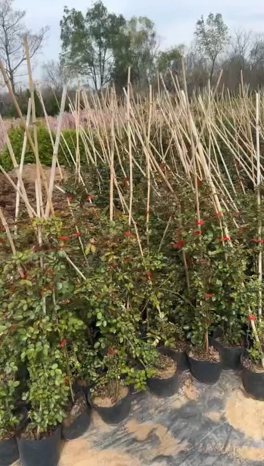 高度80厘米蔷薇