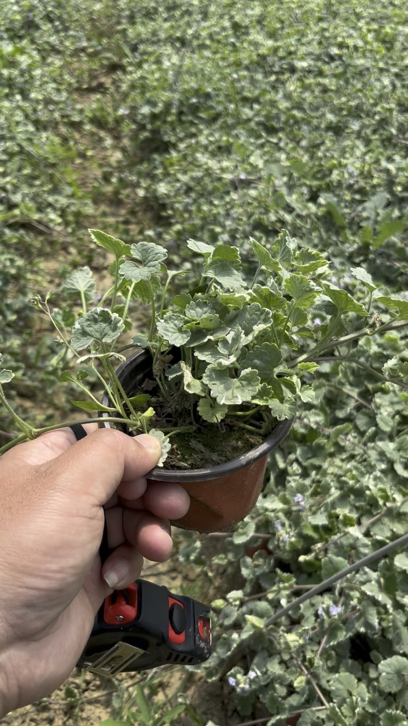 高度25厘米花叶薄荷