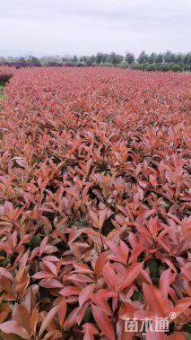 高度50厘米红叶石楠小苗