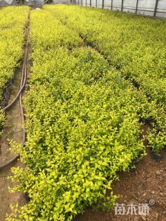 高度25厘米六道木