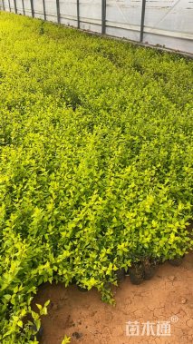 高度25厘米大花六道木