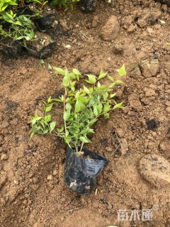 高度25厘米金叶大花六道木