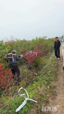 5公分红叶碧桃