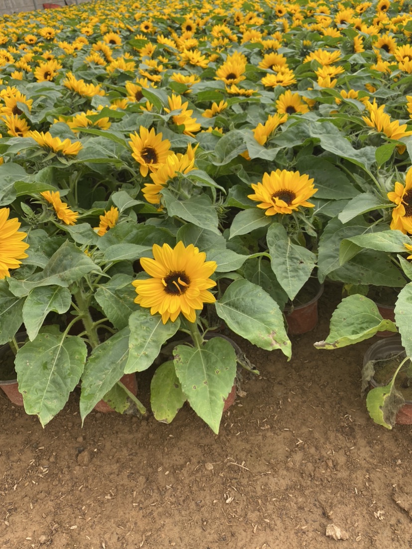 高度23厘米向日葵