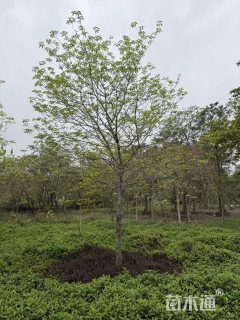 8公分鱼木